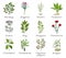 Set of spices, herbs and officinale plants icons. Healing plants