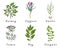 Set of spices, herbs and officinale plants icons. Healing plants