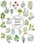 Set of spices, herbs and officinale plants icons. Healing plants