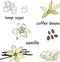 Set of spices for tea and coffee on a white background. Vector illustration of vanilla, sugar, coffee