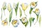 Set of spring elements with tulips and leaves. Hand drawn watercolor illustration close up isolated on white background. Design