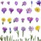 Set spring flowers, crocus yellow and purple, leaves to create a decor