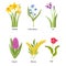 Set of Spring Flowers, Springtime Blossoms, Plants Daffodil, Scilla Siberica, Iris and Huacint with Mimosa or Tulip