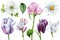 Set of spring flowers, tulip, peony, anemone, chamomile, magnolia, fritillaria on an isolated white background, watercolor paintin