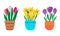 Set of spring garden flowers in pot. Pink Tulips  purple crocuses and yellow daffodils. Cute hand drawn colorful potted plants