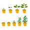 Set.Stages of cultural development in the yellow pot.Infographics of tree planting.Concept of evolution.