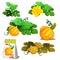 Set of stages of life of a agricultural plant orange patisson or bush pumpkin isolated on white background. Paper