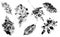 Set of stamp leaves. Prints of oak, maple, elm, rosehip leaves. Objects isolated on white. Black and white. Perfect for seasonal a