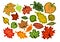 A set of stickers, autumn tree leaves of different types. Design for plotter cutting. Multi-colored simple illustration.