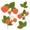 Set of strawberries with foliage and flowers isolated from the background. Kit of vector nature clipart for stickers, menus