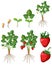 Set of strawberry growing steps isolated
