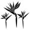 Set of Strelitzia flowers black silhouette drawn by various lines in a flat style. Tropical paradise flower sketch