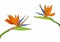 Set strelitzia reginae tropical south africa flowers isolated on white background. vector illustration. bird of paradise