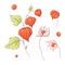 Set in the style of hand drawing twig physalis and flowers, autumn and leaves.