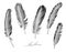 A set of stylized feathers. Vector illustration.