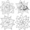 Set of Succulents houseplant for coloring. Print shape home plant urban tropical jungle decor.