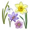 Set of summer flowers, daffodil, snowdrop, crocus, sketch vector illustration