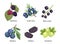 Set Summer Garden and Wild Berries Blackberry, Juniper Berry, Black Currant and Blueberry with Mulberry and Gooseberry