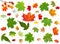 Set of summer green and autumn pied maple leaves