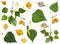 Set of summer green and autumn yellow birch leaves