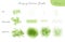 Set of summer vector foliage ecology brushes - silhouettes of summer leaves, foliage of trees, different greenery types