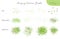 Set of summer vector foliage ecology brushes - silhouettes of summer leaves, foliage of trees, different greenery types