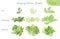 Set of summer vector foliage ecology tropical brushes - silhouettes of summer leaves, foliage of trees, different