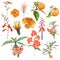 Set of Summer wild orange Floral, Greeting Card with Blooming garden flowers and fruits, botanical design elements.