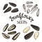 Set of Sunflower seeds with Vintage Stylized Lettering.