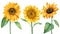 Set sunflowers, watercolor illustration, isolated white background. Summer flowers