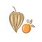 Set superfoods. Vector illustration physalis, berries. Hand drawing flowers, leaves, small tomato, lanterns., Whole fruit