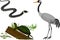 Set with swamp animals: common crane, grass snake and pond turtle
