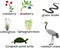 Set with swamp animals and plants: common crane, grass snake, european pond turtle, cranberry, blueberry and sphagnum isolated on