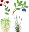 Set with swamp plants: cranberry, blueberry, cottongrass and sphagnum