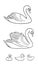 Set of Swans in contours - two udult and three baby birds - vector illustration