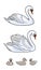 Set of Swans - two udult and three baby birds - vector illustration