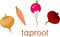 Set of taproots of different root crops