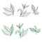 Set of tea leaves on a white background in the style of engraving. For wedding decor, postcards and textiles, vector illustration