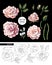 Set of tea roses, their buds and leaves isolated. Vector illustration.