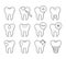 Set of teeth in different conditions, vector illustration