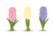 Set of three beautiful hyacinths with the effect of a watercolor drawing. Isolated flowers on white background. Vector illustratio