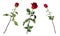 Set of three beautiful vivid red roses on long stems with green leaves isolated on white background.