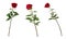 Set of three beautiful vivid red roses on long stems with green leaves isolated on white background.