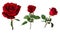 Set of three beautiful vivid red roses on stems with green leaves isolated on white background