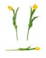 Set of three beautiful vivid yellow tulips on long stems with green leaves isolated on white background.