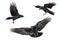 Set three birds flying ravens isolated on white background Corvus corax