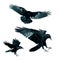 Set three birds flying ravens isolated on white background Corvus corax