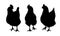 Set of three black silhouettes of hens and chickens pecking standing and walking on white background