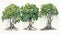 Set of Three Bold Watercolor Banyan Tree Roots AI Generated