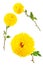 Set of three bright yellow chrysanthemums isolated on white background